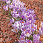 crocus sur paillage de graviers